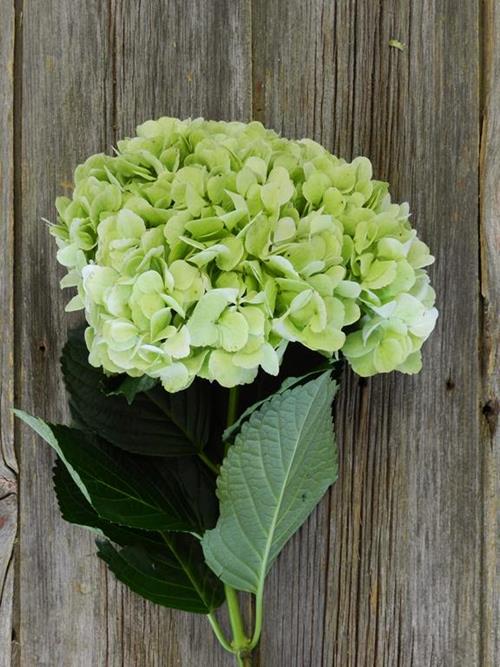 KIWI LIGHT GREEN HYDRANGEAS